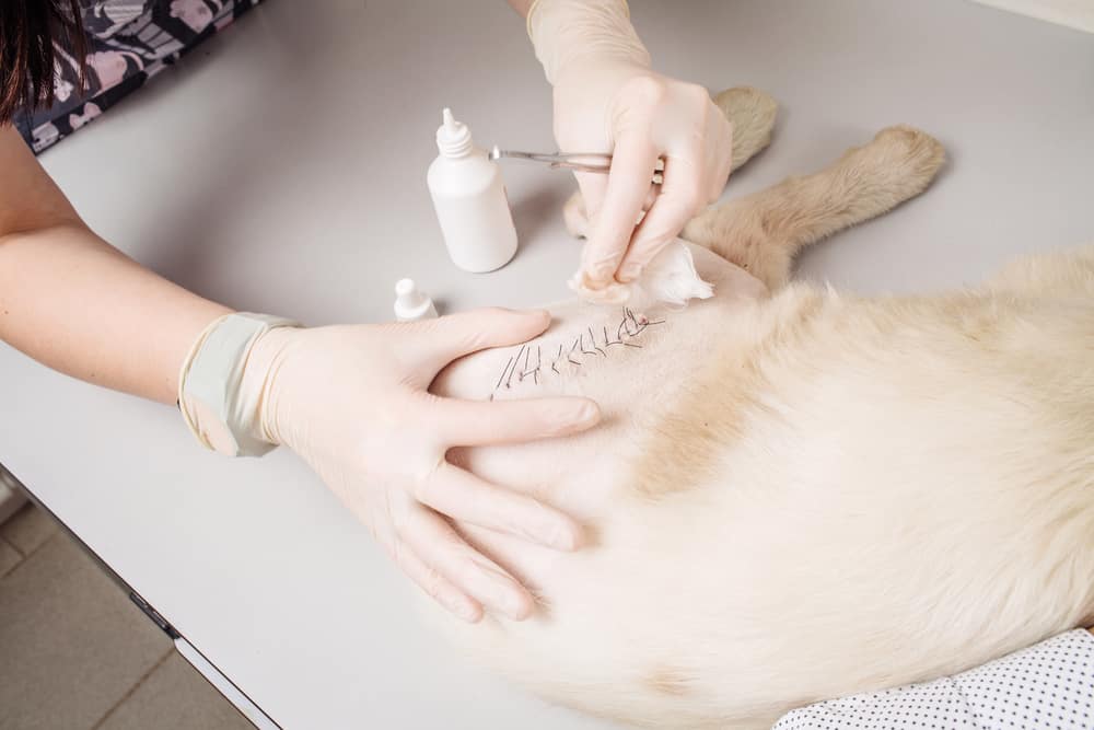 Tierheilpraktiker Ausbildung, Voraussetzungen, Berufsbild Deutsche